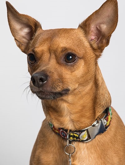 Jack, kleiner brauner Hund